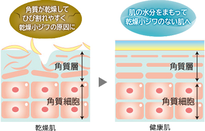 肌の水分をまもって、乾燥小じわのない肌へ