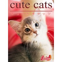 cute cats08 ソマリ