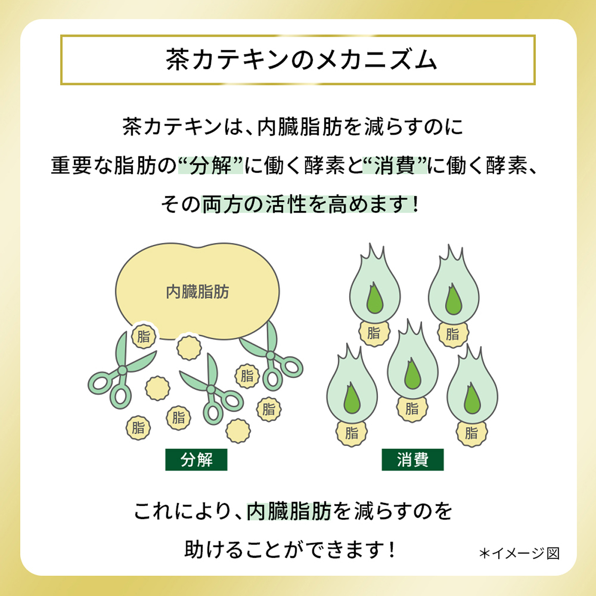 ひかりTVショッピング | ヘルシア 緑茶 特保 350ml×48本（24本