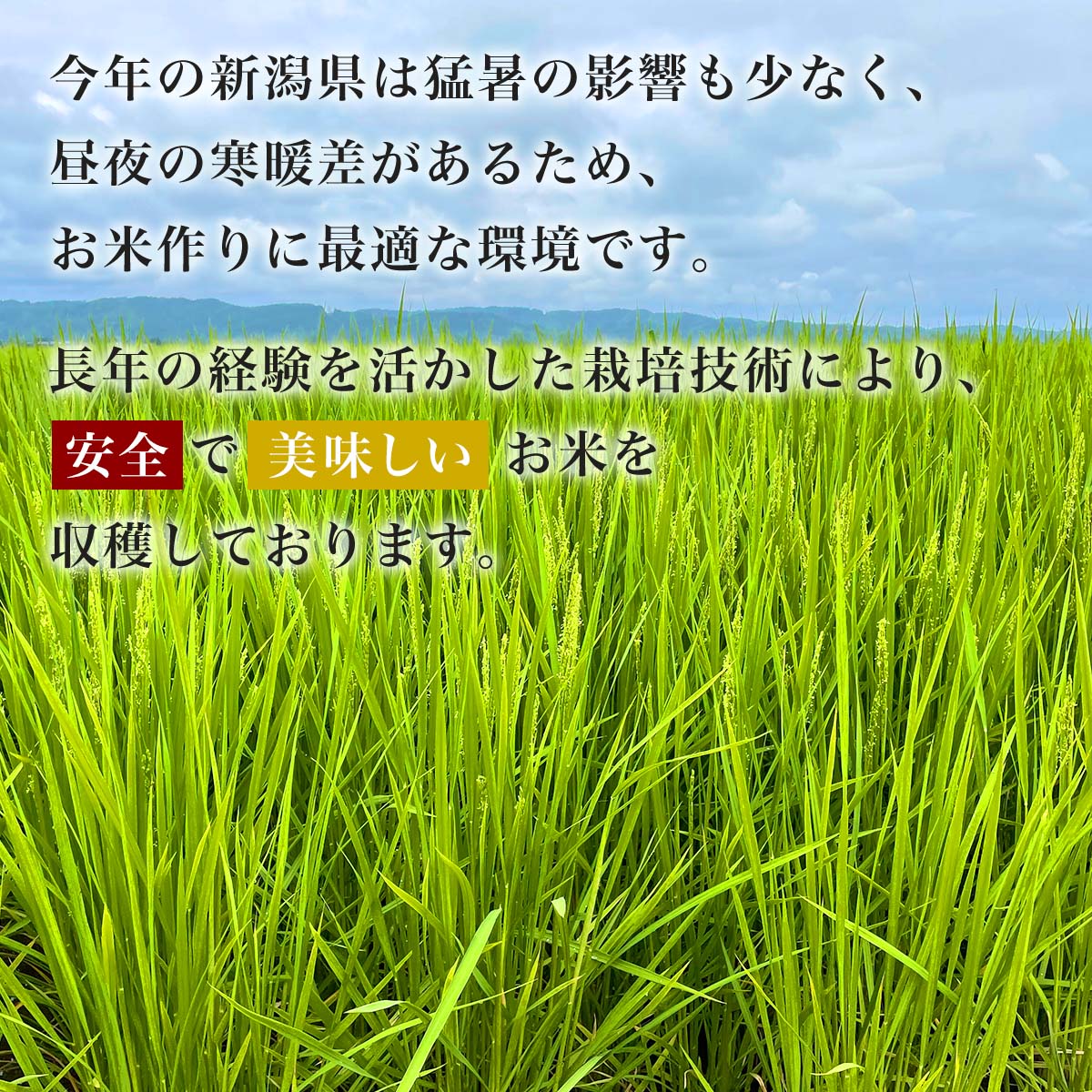 ひかりTVショッピング | □令和6年産 本場 新潟県 魚沼産 ひかりTVショッピング | □令和6年産 本場 新潟県 魚沼産