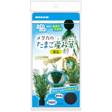水草 水草の人気商品 通販 価格比較 価格 Com 水草 水草の人気商品 通販 価格比較 価格 Com