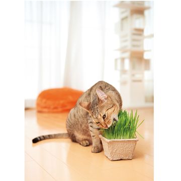 ひかりｔｖショッピング Green Labo Dog Cat Grass Seeds 犬と猫が好きな草のタネ 0g 有限会社 エイムクリエイツ