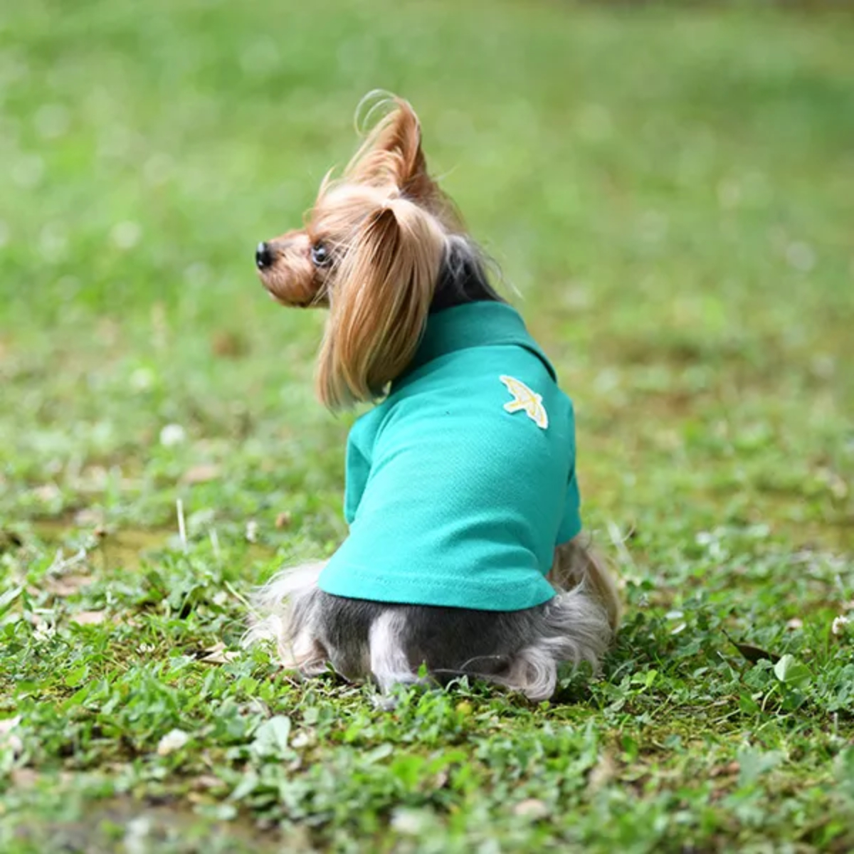 Arnold Palmer（アーノルドパーマー） ドッグポロシャツ Ｍ 2着セット グリーン 小型犬用