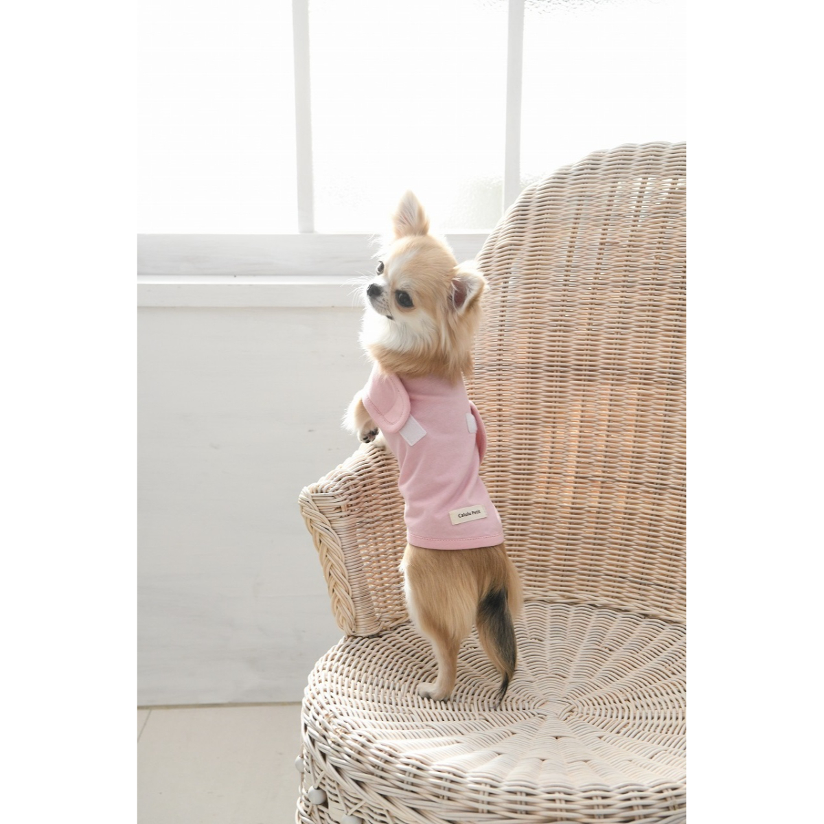 CaluluPetit ペット 小型犬向け ラクルムウェア Ｐｅｔｉｔ ピンク ０号 オーガニックコットン100％
