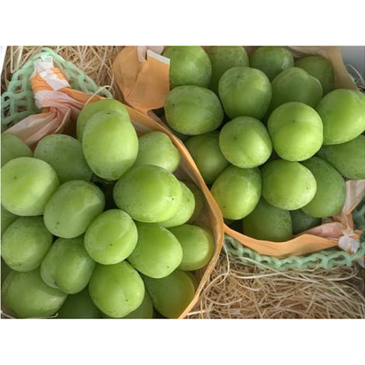 ひかりｔｖショッピング 長野県産 大粒シャインマスカット 2房 約1 4kg 福田青果システム